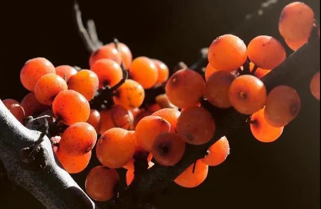 紀(jì)錄片《水果傳》中對(duì)沙棘的記錄